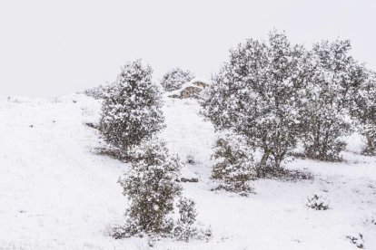 Estampas de capital y provincia con un manto blanco
