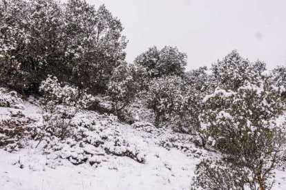 Estampas de capital y provincia con un manto blanco