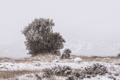 Estampas de capital y provincia con un manto blanco