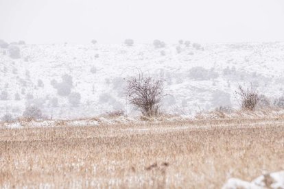 Estampas de capital y provincia con un manto blanco