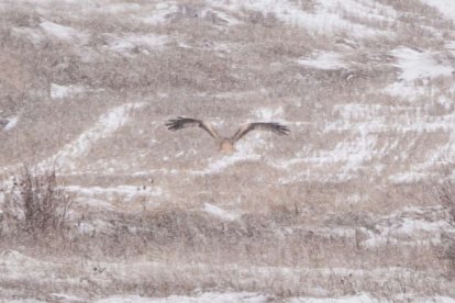 Estampas de capital y provincia con un manto blanco