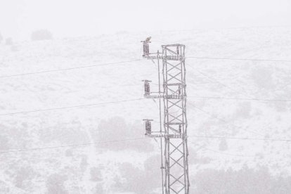 Estampas de capital y provincia con un manto blanco