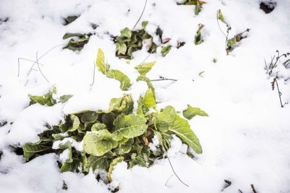 Estampas de capital y provincia con un manto blanco