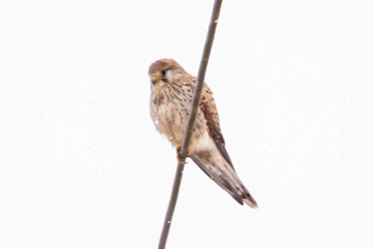 Estampas de capital y provincia con un manto blanco