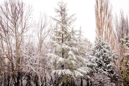 Estampas de capital y provincia con un manto blanco