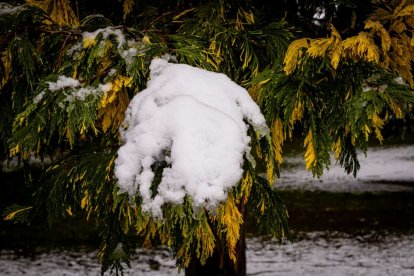 Estampas de capital y provincia con un manto blanco