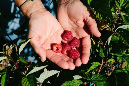 La recolección de frambuesas se realiza manualmente durante la temporada de verano en las plantaciones del entorno de El Royo.