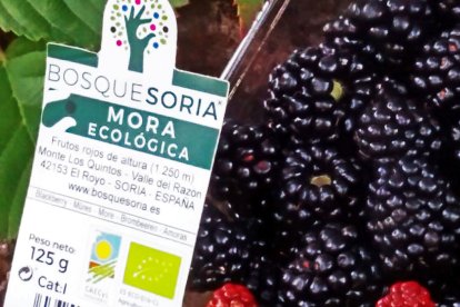 Además de frambuesas, el proyecto cultiva moras y otros frutos del bosque en la montaña soriana.