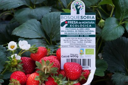 Los frutos del bosque se comercializan bajo la marca BosqueSoria, vinculada al proyecto agrícola impulsado en El Royo.