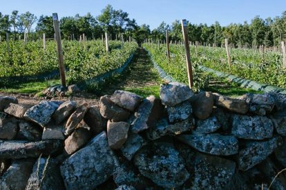 Los frutos rojos del proyecto BosqueSoria se cultivan en pequeñas parcelas agrícolas recuperadas en la montaña soriana