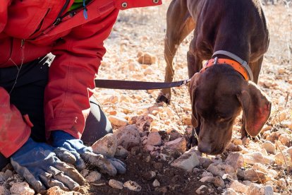 El olfato de los perros truferos permite localizar las trufas que crecen ocultas bajo tierra.