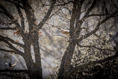 La naturaleza se muestra exuberante al llegar la primavera