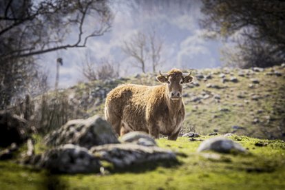 La naturaleza se muestra exuberante al llegar la primavera