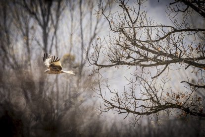 La naturaleza se muestra exuberante al llegar la primavera