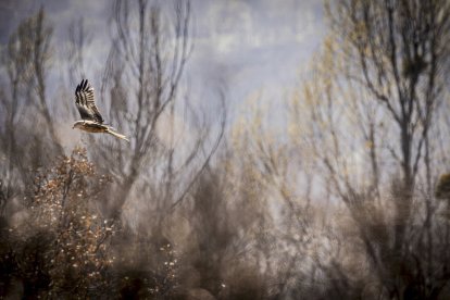 La naturaleza se muestra exuberante al llegar la primavera