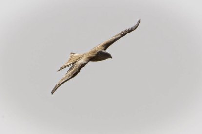 La naturaleza se muestra exuberante al llegar la primavera