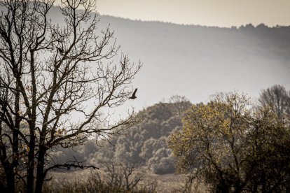 La naturaleza se muestra exuberante al llegar la primavera