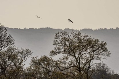 La naturaleza se muestra exuberante al llegar la primavera
