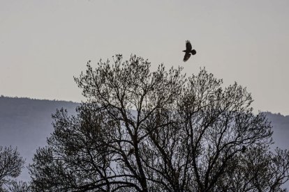 La naturaleza se muestra exuberante al llegar la primavera