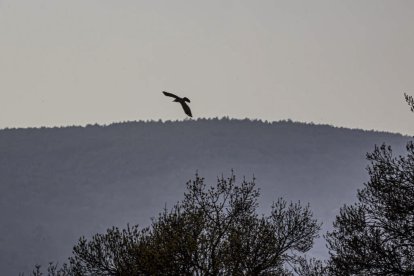 La naturaleza se muestra exuberante al llegar la primavera
