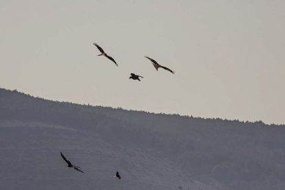 La naturaleza se muestra exuberante al llegar la primavera