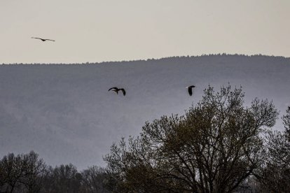 La naturaleza se muestra exuberante al llegar la primavera