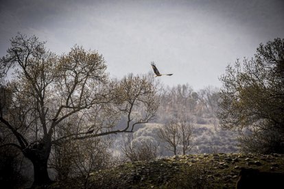 La naturaleza se muestra exuberante al llegar la primavera