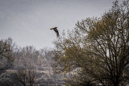 La naturaleza se muestra exuberante al llegar la primavera