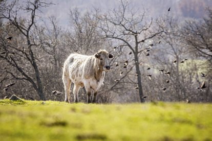 La naturaleza se muestra exuberante al llegar la primavera