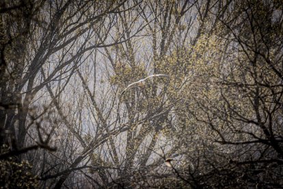 La naturaleza se muestra exuberante al llegar la primavera