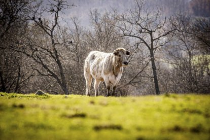 La naturaleza se muestra exuberante al llegar la primavera