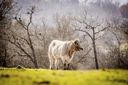La naturaleza se muestra exuberante al llegar la primavera