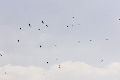 La naturaleza se muestra exuberante al llegar la primavera