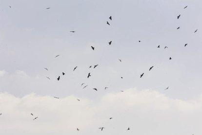 La naturaleza se muestra exuberante al llegar la primavera