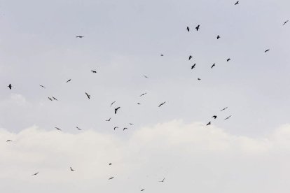 La naturaleza se muestra exuberante al llegar la primavera