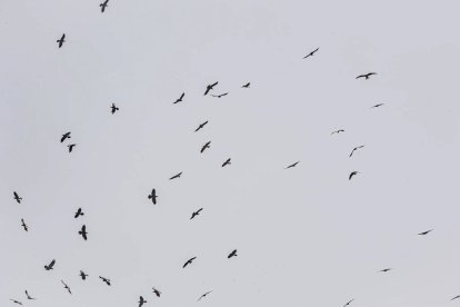 La naturaleza se muestra exuberante al llegar la primavera