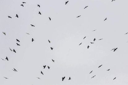 La naturaleza se muestra exuberante al llegar la primavera