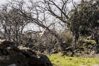 La naturaleza se muestra exuberante al llegar la primavera