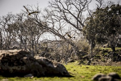 La naturaleza se muestra exuberante al llegar la primavera