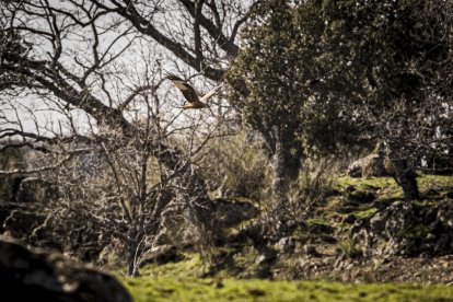 La naturaleza se muestra exuberante al llegar la primavera