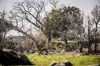 La naturaleza se muestra exuberante al llegar la primavera