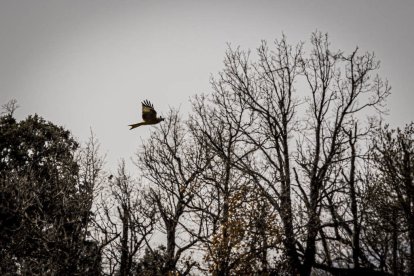La naturaleza se muestra exuberante al llegar la primavera