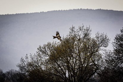 La naturaleza se muestra exuberante al llegar la primavera