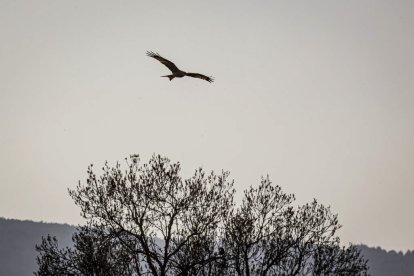 La naturaleza se muestra exuberante al llegar la primavera