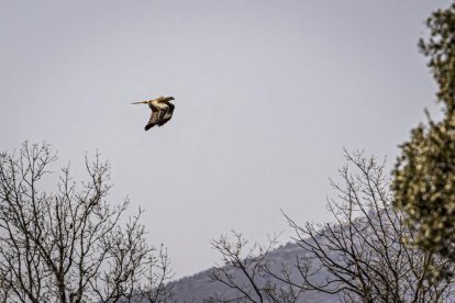 La naturaleza se muestra exuberante al llegar la primavera