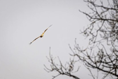 La naturaleza se muestra exuberante al llegar la primavera