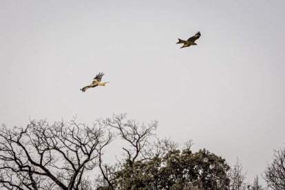 La naturaleza se muestra exuberante al llegar la primavera