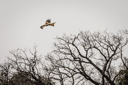 La naturaleza se muestra exuberante al llegar la primavera