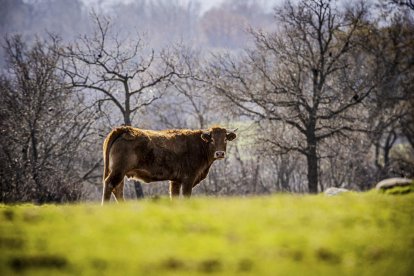 La naturaleza se muestra exuberante al llegar la primavera