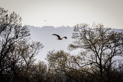 La naturaleza se muestra exuberante al llegar la primavera